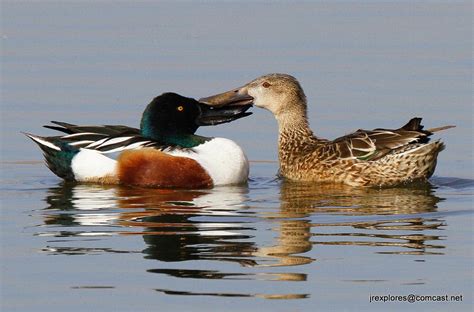 Northern Shoveler | Audubon Field Guide