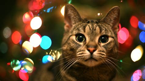 La chatte de Noël / The Christmas She-Cat | Avec une ouvertu… | Flickr