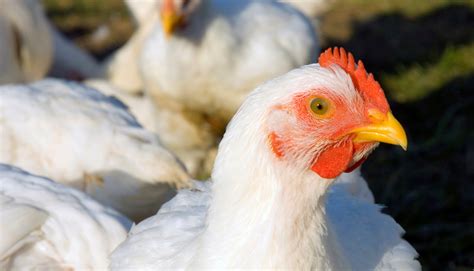 About chickens farmed for meat | Compassion in World Farming