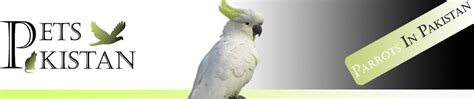 Alexandrine Parrot | Parrots | Alexandrine Parrot for Sale | Pets ...