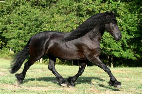 Friesian Horse Wallpaper ·① WallpaperTag