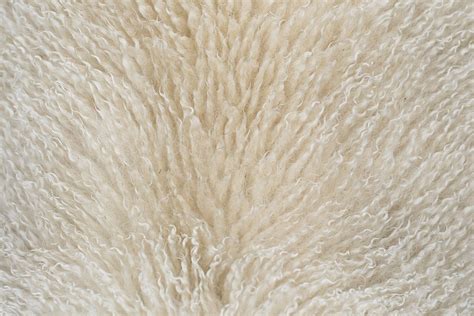 Sheep fleece – Virtual Yarns