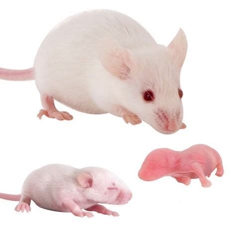 Pinkie Mice (1-2g) Pack of 100