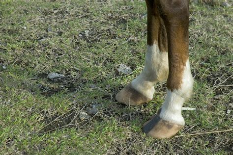 Fractures of the Stifle in Horses - Symptoms, Causes, Diagnosis, Treatment, Recovery, Management ...