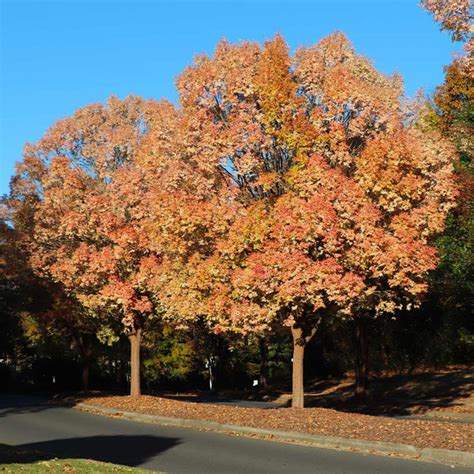 Lacebark Chinese Elm Tree (Ulmus parvifolia) - Garden Center Point