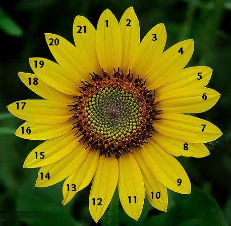 Fibonacci Series In Nature's Mother | Wrytin