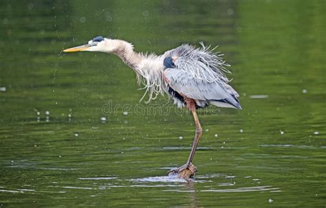 Great Blue Heron Shaking Feathers Stock Image - Image of view, wild ...