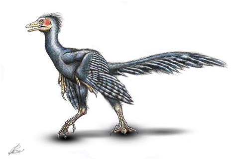 Archaeopteryx lithographica 2 by MALvit on DeviantArt