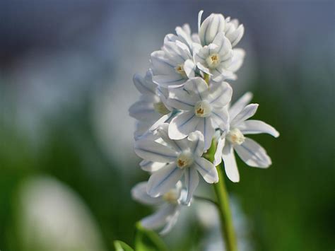 Striped squill Photograph by Jouko Lehto - Fine Art America