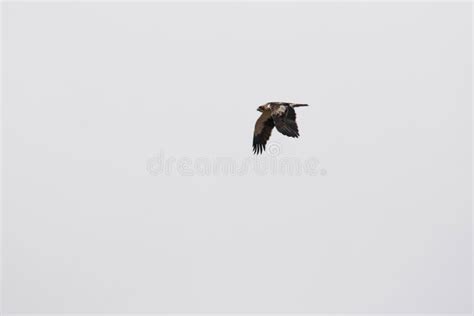 Booted Eagle Flying stock image. Image of bird, giant - 197867637