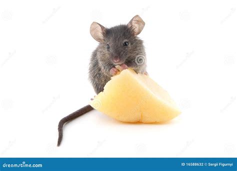 Mouse And Cheese Stock Photography - Image: 16588632