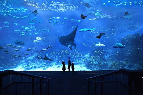 S.E.A. Aquarium! อควาเรียมขนาดใหญ่แห่งสิงคโปร์ที่ทุกคนจะต้องหลงรัก ...