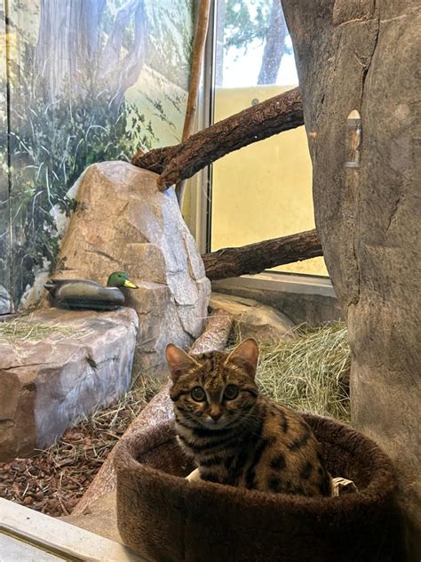 Is this cute cat really deadly? Meet Gaia, the black-footed cat, at the Utah zoo