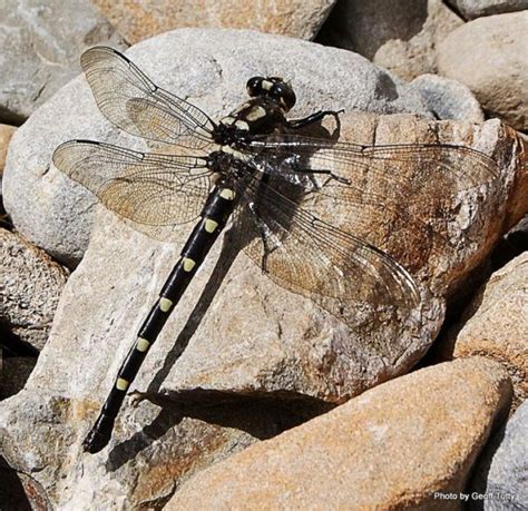 Giant dragonfly » Manaaki Whenua