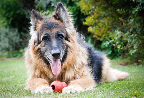 10 Toys for Senior Dogs | PetMD