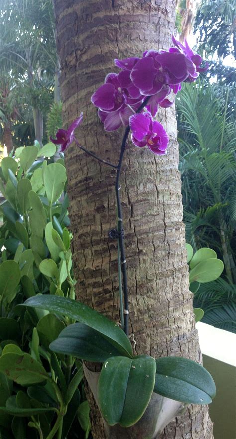 phalaenopsis orchids in the wild | Orchids, Growing orchids, Orchid photo