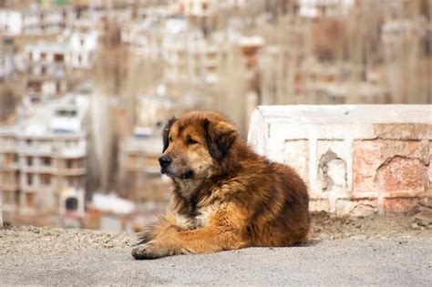 Premium Photo | Tibetan mastiff or canis lupus familiaris dog sleeping relax on floor in leh ...