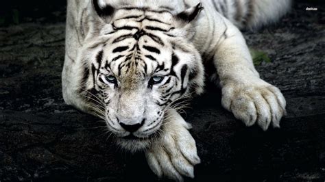 White Tiger HD Wallpapers - Wallpaper Cave