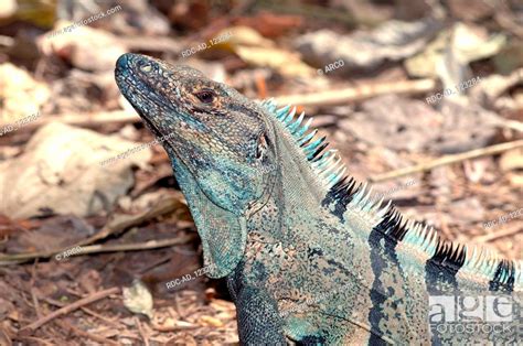 Black Iguana Carara national park Costa Rica Ctenosaura similis, Stock Photo, Picture And Rights ...