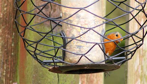 Robin Bird Feeder - Free photo on Pixabay - Pixabay