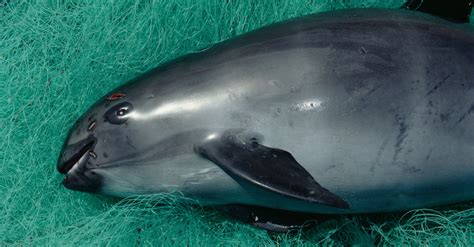 Only Captivity Will Save the Vaquita, Experts Say - The New York Times