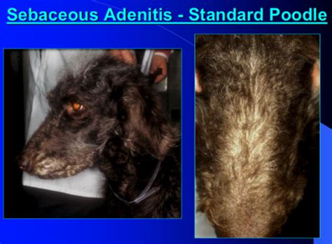 What Is Sebaceous Adenitis Poodles