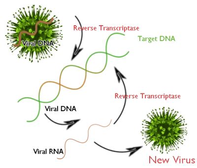 Proses Transkripsi Dna Pada Sel Eukariotik Berlangsung Di - DNA Informasi