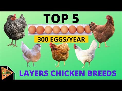 Layer Chicken Breeds