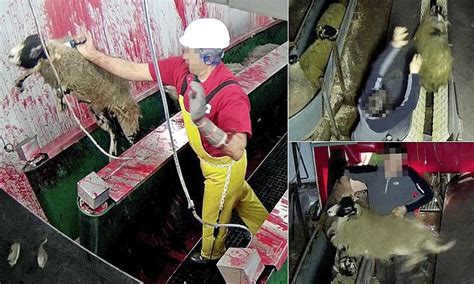 UK halal slaughterhouse investigated for animal cruelty | Daily Mail Online