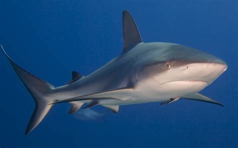 Magnificent Caribbean Reef Shark - Exumas, Bahamas | Reef shark, Shark, Exuma