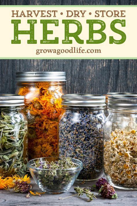 How to dry herbs for food storage – Artofit