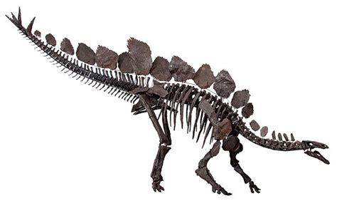 Stegosauridae - Wikipedia