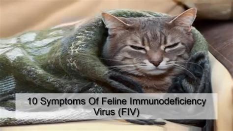 10 Symptoms Of Feline Immunodeficiency Virus FIV - YouTube