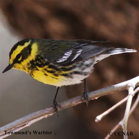 Townsend's Warbler (Setophaga townsendi) - TOWA