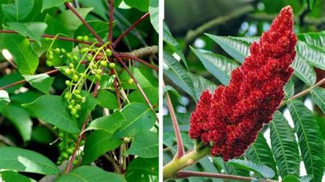 What is poison sumac allergy? Causes and prevention of allergies