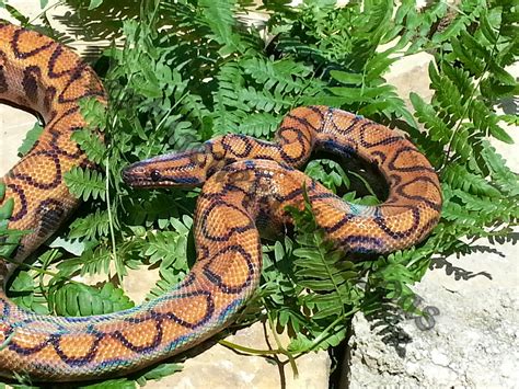 Rainbows in the Vivarium: A Captive Care Guide to Rainbow Boas ...