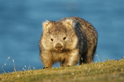 Das Wombat – Australiens lebende Steine - MEEK magazin