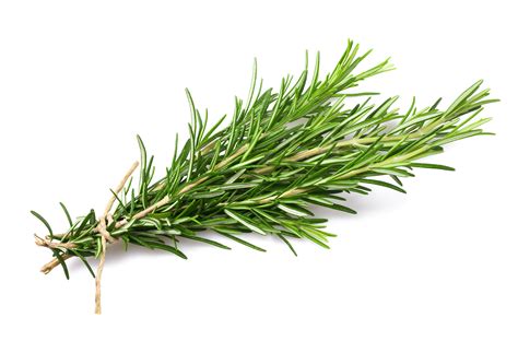 Indian Rosemary Plant Images - roxo-amanda