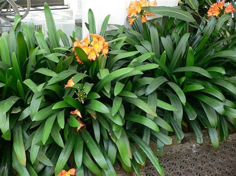 Clivia miniata (Bush lily, Clivia, Clivia Lily, Flame Lily, Kaffir Lily, Natal lily, September ...