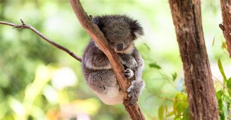 What’s a Baby Koala Called + 4 More Amazing Facts and Pictures! - A-Z Animals