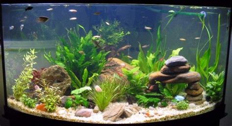 River rock Planted Aquarium, Diy Aquarium, Aquarium Design, Aquarium Guppy, Klein Aquarium ...