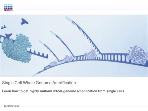 Whole Genome Amplification from Single Cell