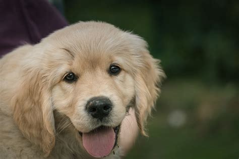 34 Unique Golden Retriever Names [with PICS!] → K-9 Specialist