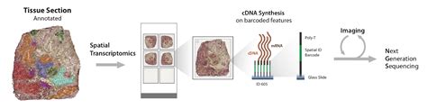 Spatial Transcriptomics – HDCA Sweden