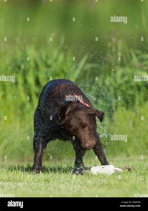 A Chocolate lab training for duck hunting Stock Photo - Alamy