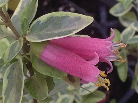 Correa ‘Wyn’s Wonder’ (1 qt) | Variegated Australian Fuchsia (1 qt ...