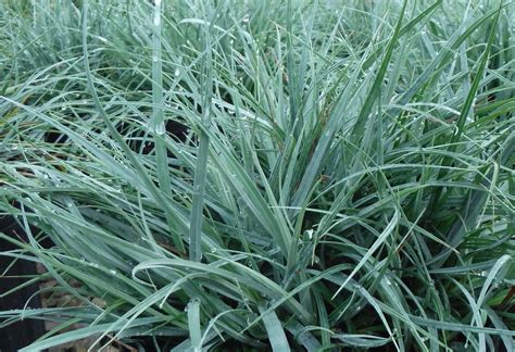 Blue Sedge | Carex flacca 'Blue Zinger' | CANADA