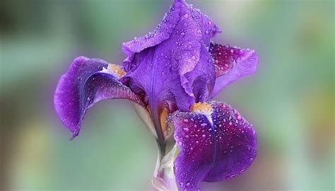 Iris Flower – Meaning, Symbolism and Colors