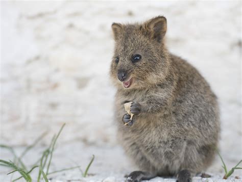 The Annual Quokka Birthday Party Celebrations Are Kicking Off On Rottnest Island