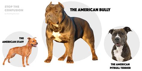 American Bully XL – Standard, Regimen, Bloodlines, Breeding & FAQ — Breeding Business (2022)